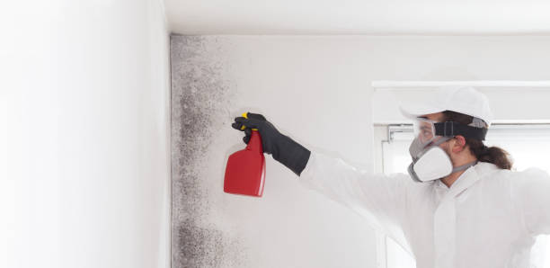 Mold Testing and Removal in Arapahoe, NE