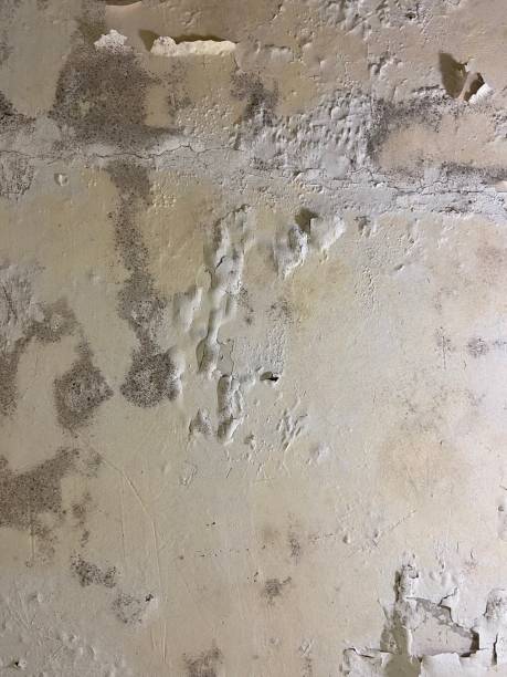 Best Toxic Mold Removal  in Arapahoe, NE